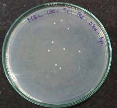 AATCC 100 test sample 1