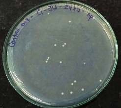 AATCC 100 test sample 2